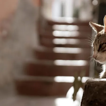 Casa Nel Borgo Dei Gatti * Cetara