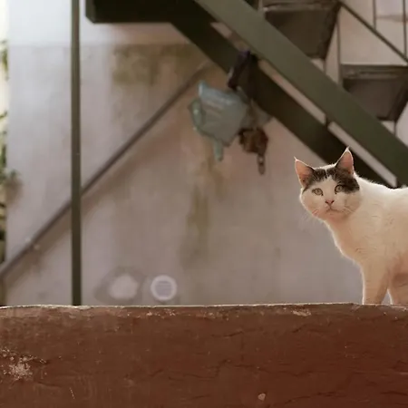 Lejlighed Casa Nel Borgo Dei Gatti Cetara